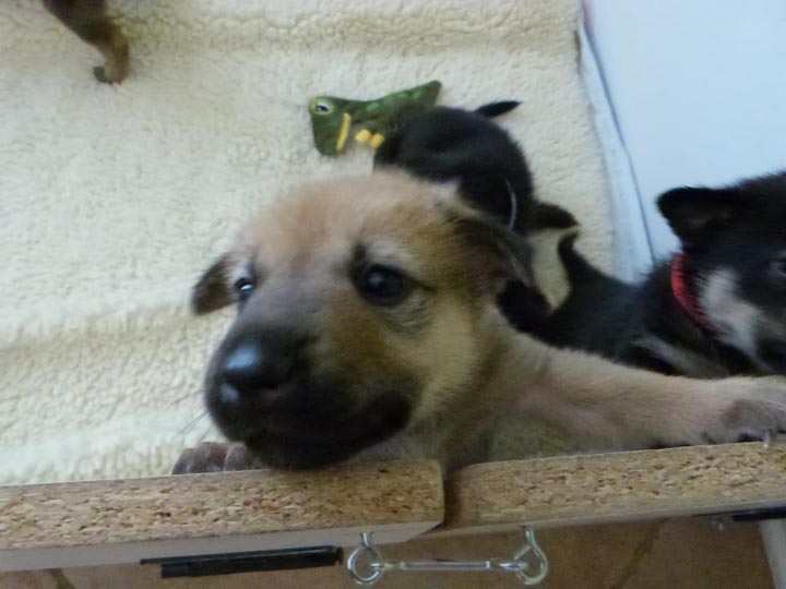chinook dog